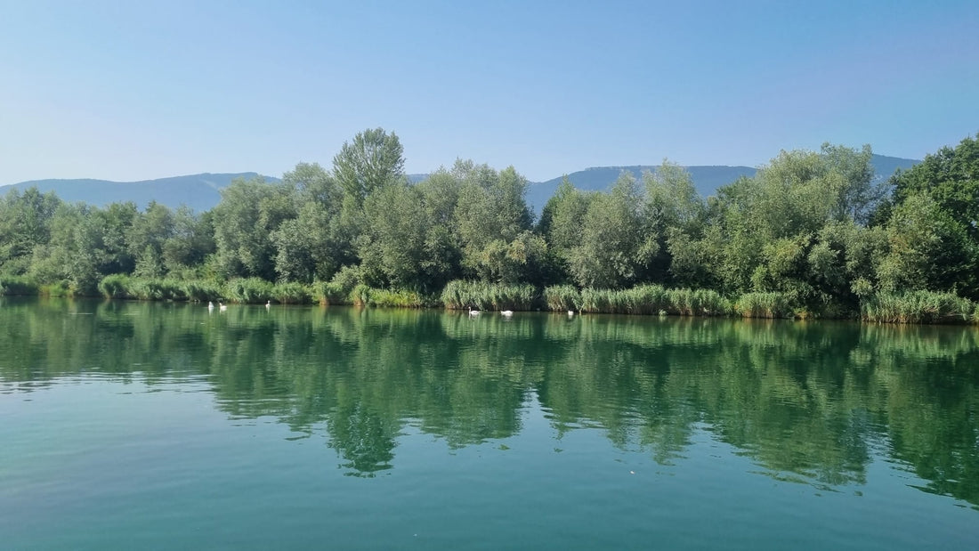 Pristine Aare River with crystal-clear water surrounded by lush forests and nature reserves in Switzerland